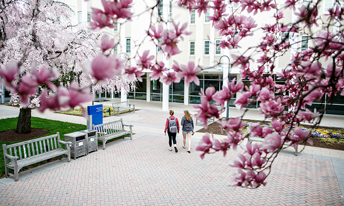 Cherry blossoms on Marymount University's campus